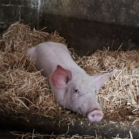 Biobauernhof Schneiderbauer Apartmán *