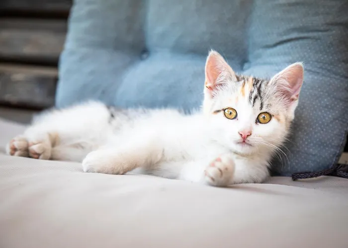 Apartment Biobauernhof Schneiderbauer