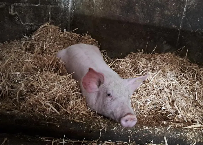 Biobauernhof Schneiderbauer Apartment *